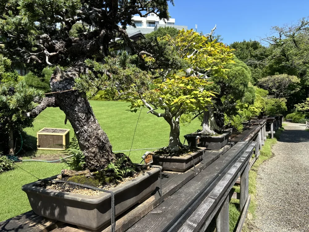 八芳園の盆栽