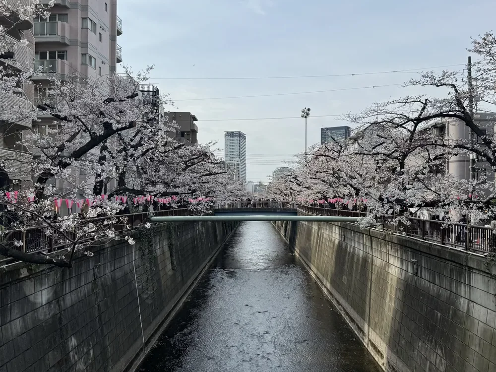 目黒川