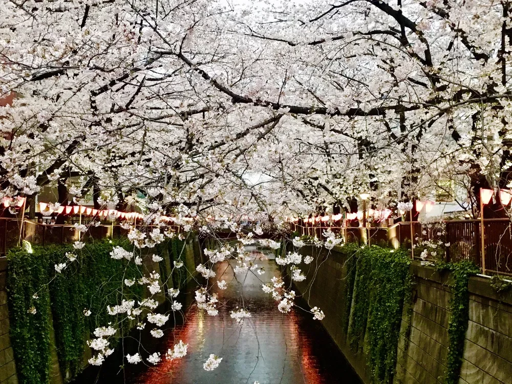 目黒川桜