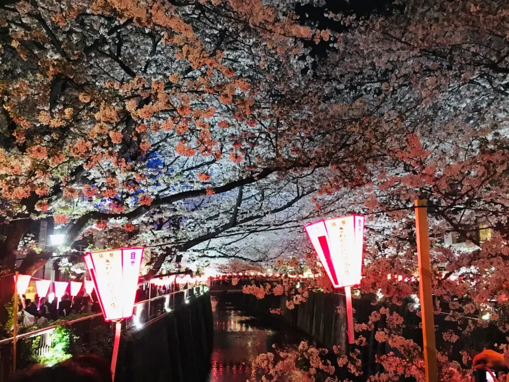 目黒川桜夜