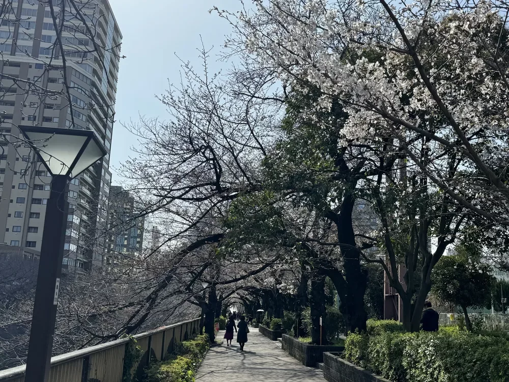 目黒川の桜並木